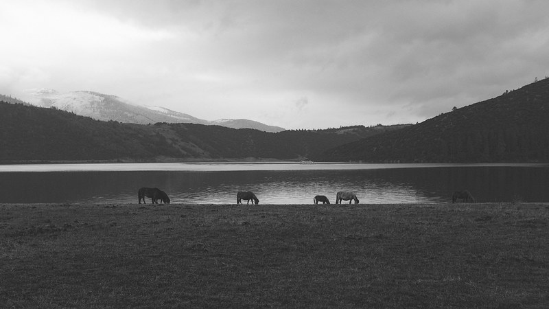 a black and white shot of a herd of horses grazing on the shore of a lake, horses on lake shore 4k