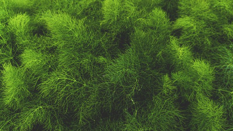 grass, green, plant, 4k