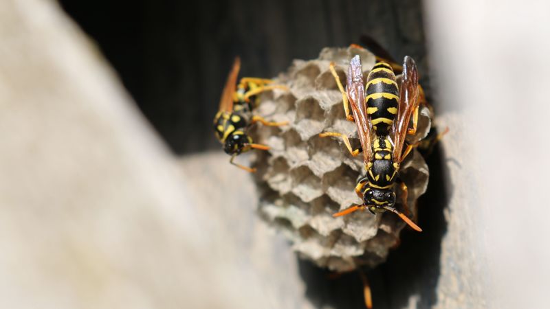 wasp, beehive, close-up, 4k