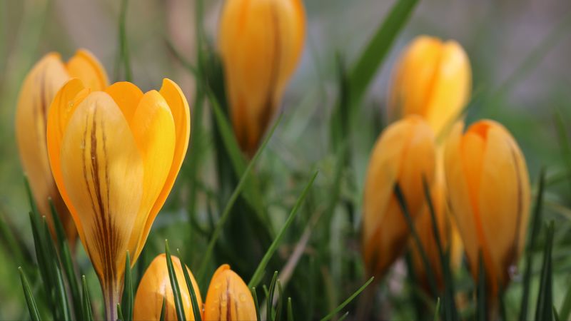 snowdrops, flowers, macro, 4k
