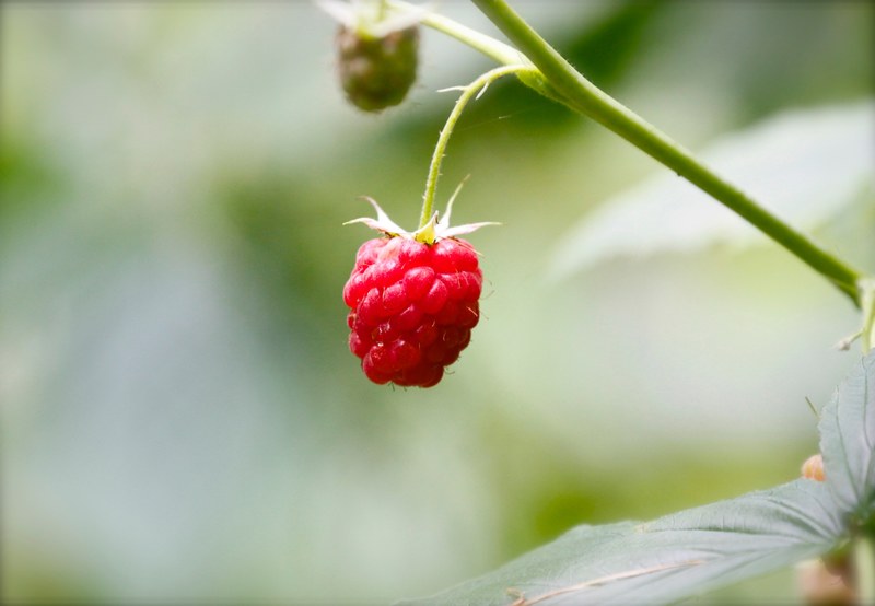 raspberry fruit grows on a plant in the wild, wild raspberry 4k