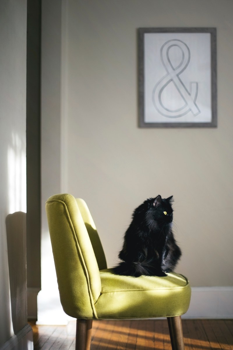 girls best friend 4k