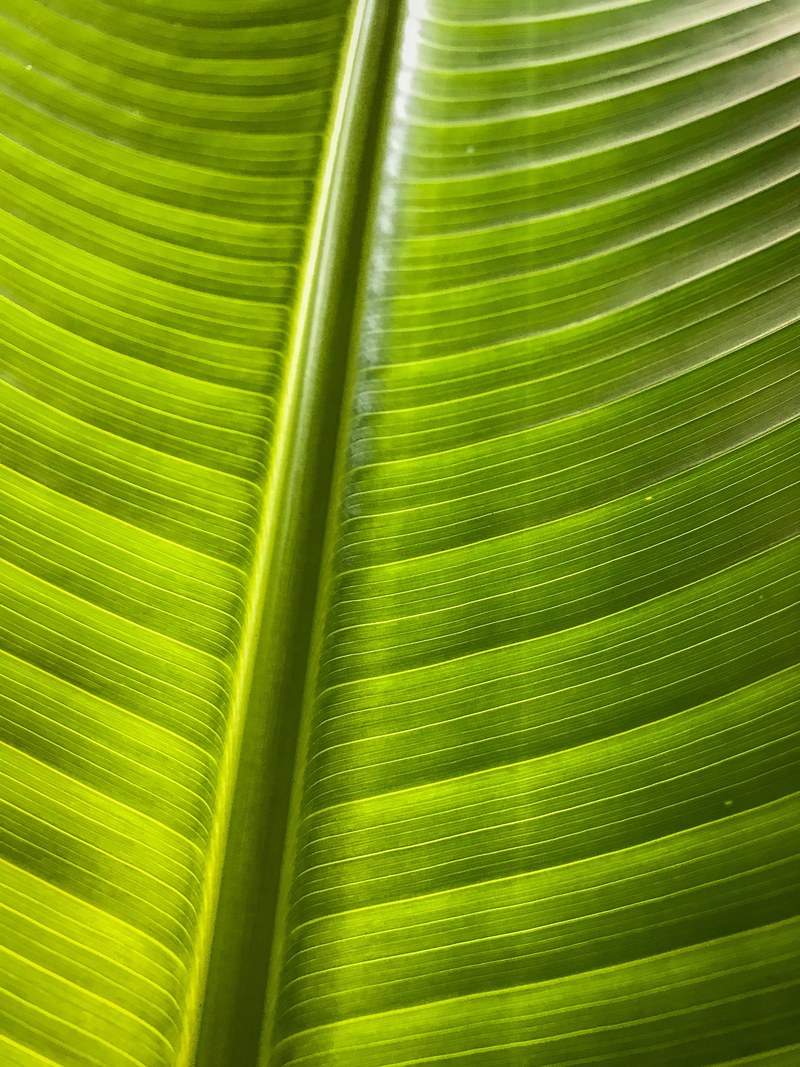 leaf green lines and pattern hd, 4k