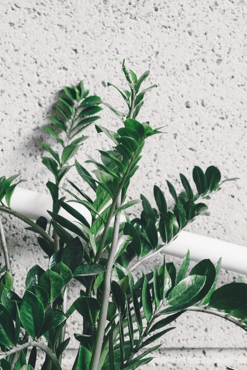 interior plant interior botanical and hand rail hd, 4k