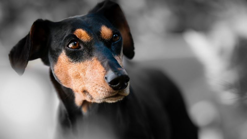 miniature pinscher, dog, muzzle, 4k