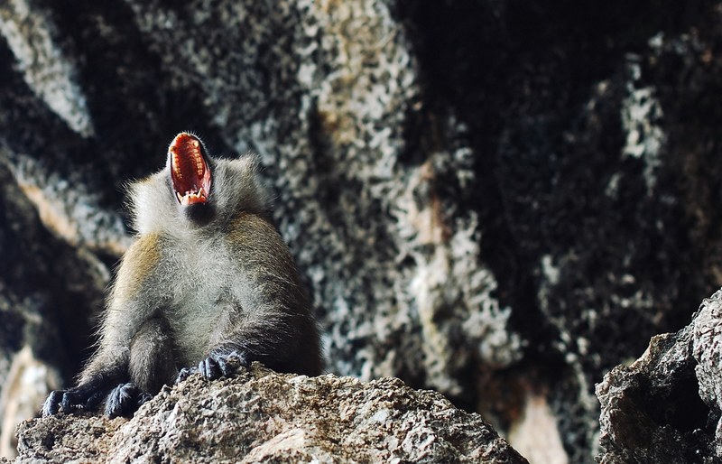 a monkey in a cave screaming with mouth wide open, monkey shouting in cave 4k