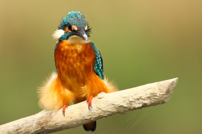 bird kingfisher beak and perched 4k