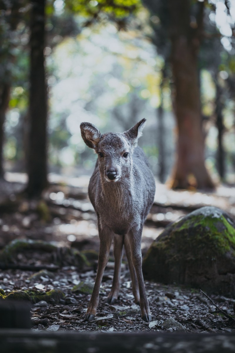 deer animal wild and tree hd, 4k