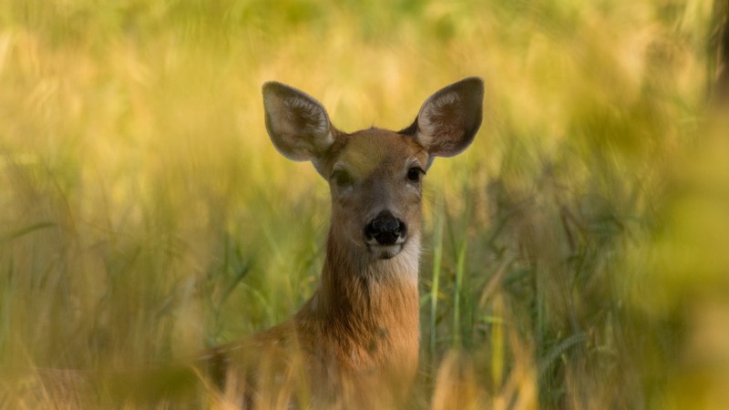 white tailed deer portrait 4k