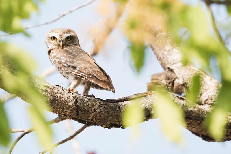 owl branch owl on branch and wildlife 4k