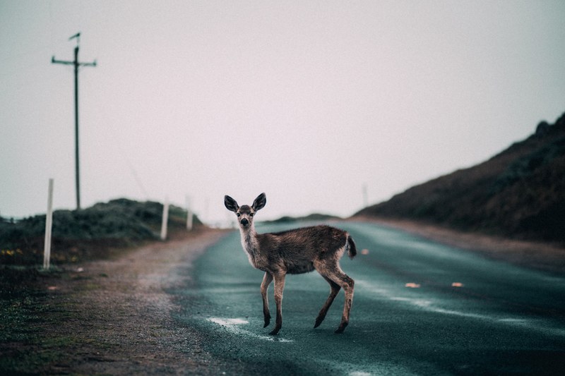 a deer caught looking up in the middle of the street crossing to the patch of grass beside a hill on an overcast day, sup 4k