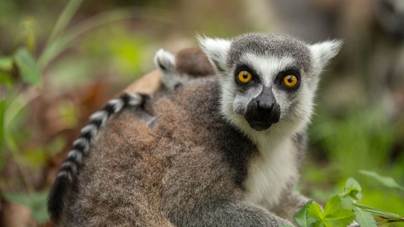 lemur, cub, grass, food, 4k