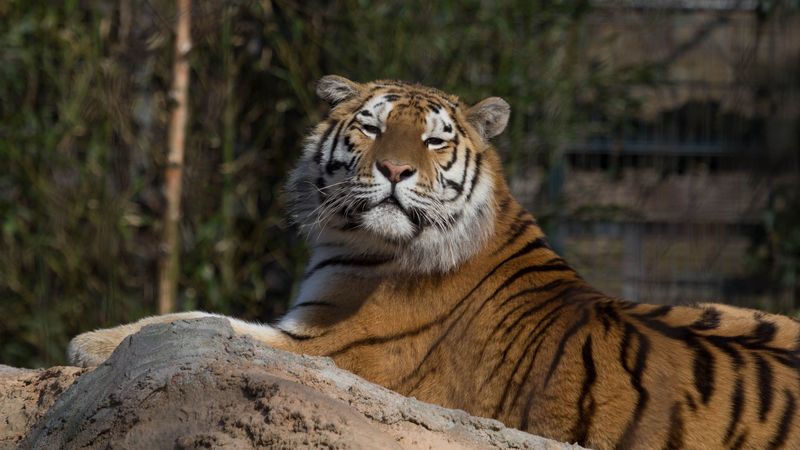 tiger, predator, big cat, lies, 4k