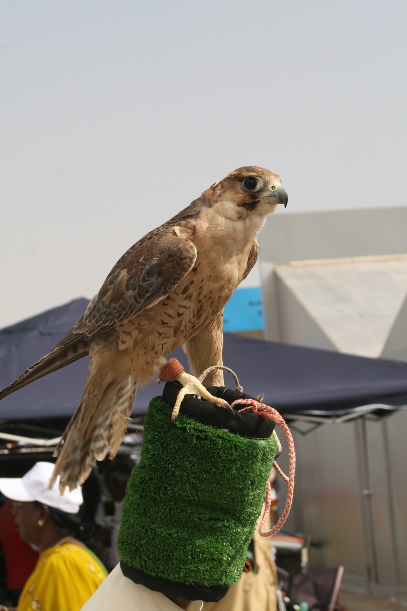 arabian hawk 4k