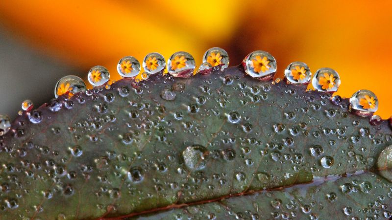 leaf, drops, dew, flowers, reflection, 4k