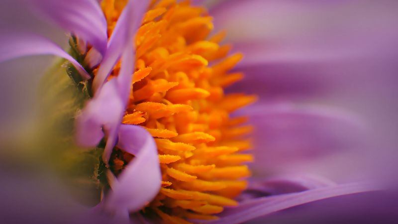 flower, bud, pollen, close-up, 4k