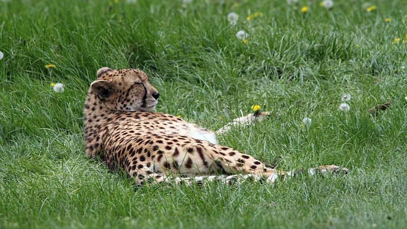 cheetah, predator, grass, lies, 4k