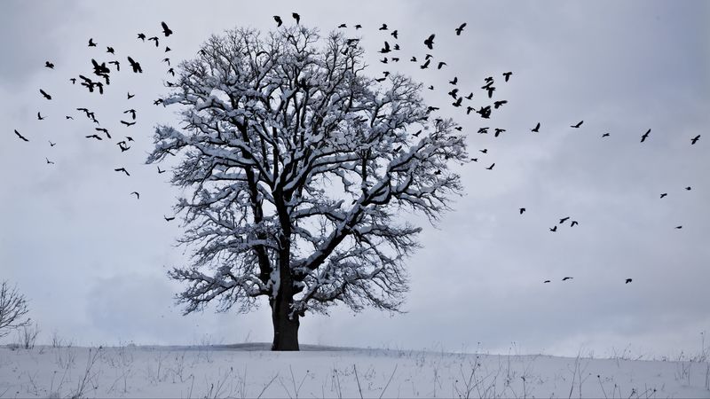 tree, winter, birds, snow, 4k