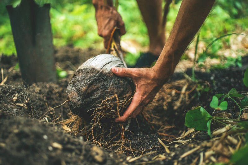 field worker digs up a coconut from the forest floor, harvesting coconuts 4k