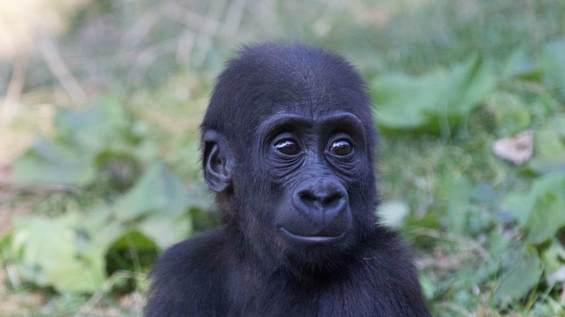 gorilla, monkey, baby, muzzle, 4k