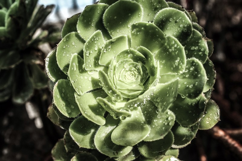 plant succulent dew and rain drop 4k