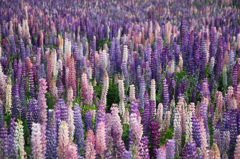 a field with column like clusters of lupine flowers in various shades of pink and purple, colorful lupine towers 4k