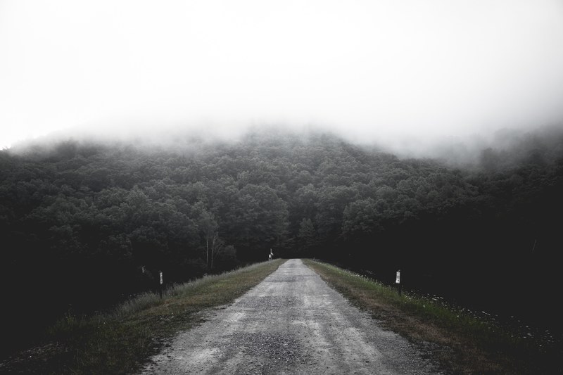 a dirt path leading into a dark mist shrouded forest, path into a gloomy forest 4k
