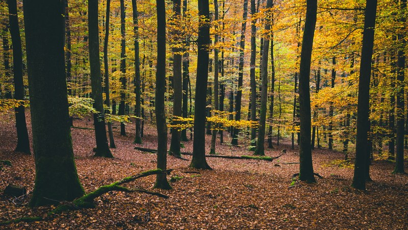 forest trunk tree and nature 4k