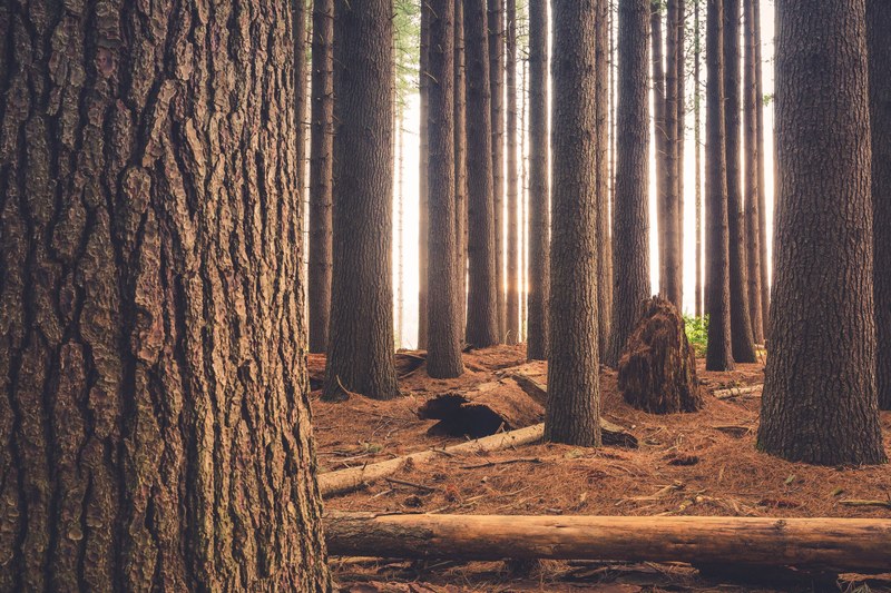 thick tree trunks in an evergreen forest with its floor covered in dry needles, morning warmth 4k