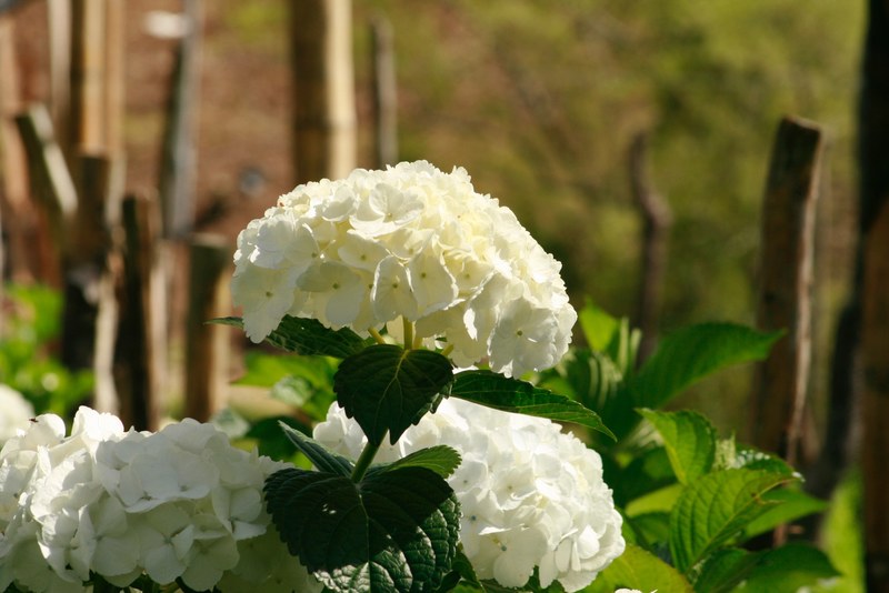petal flower rose and gardening 4k