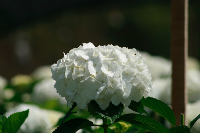 petal flower rose and close 4k