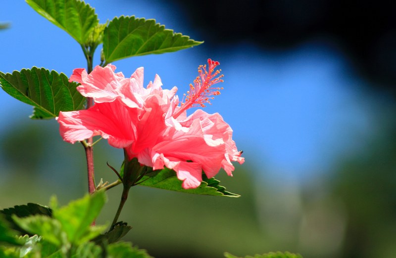 color petal flower and ornamental 4k