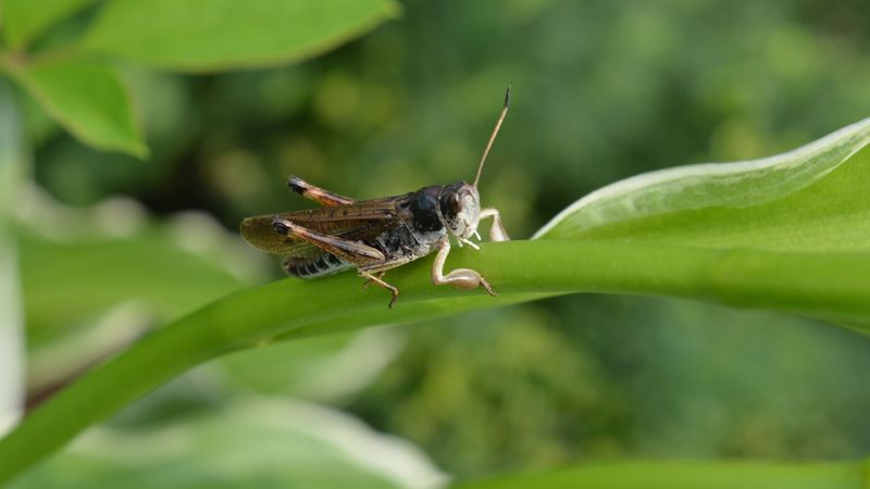grasshopper, insect, leaf, 4k