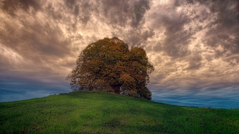 cloudy sky green grass tree and hill 4k