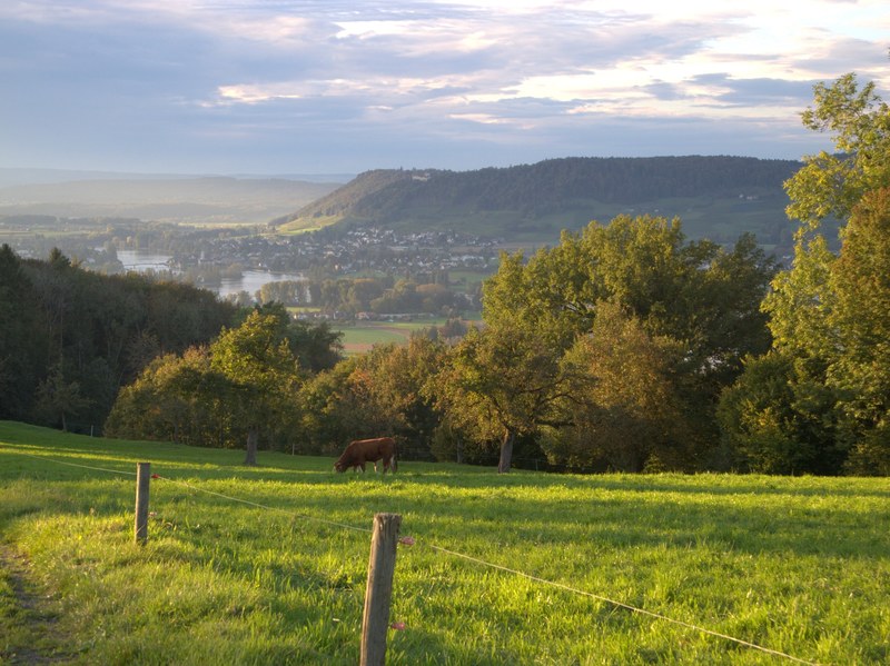 grazing pasture rural and landscape 4k