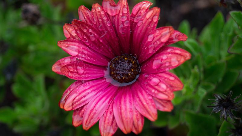 flower, bud, water, drops, petals, 4k
