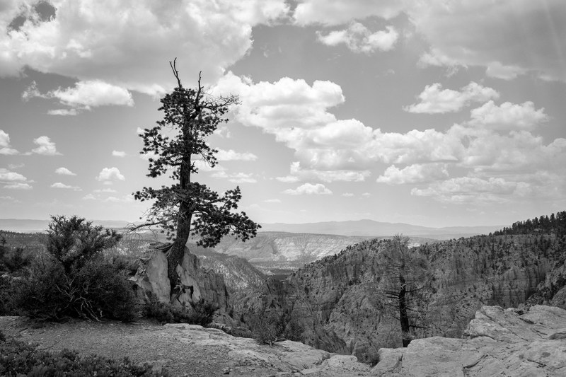 mountain tree cloud and nature 4k