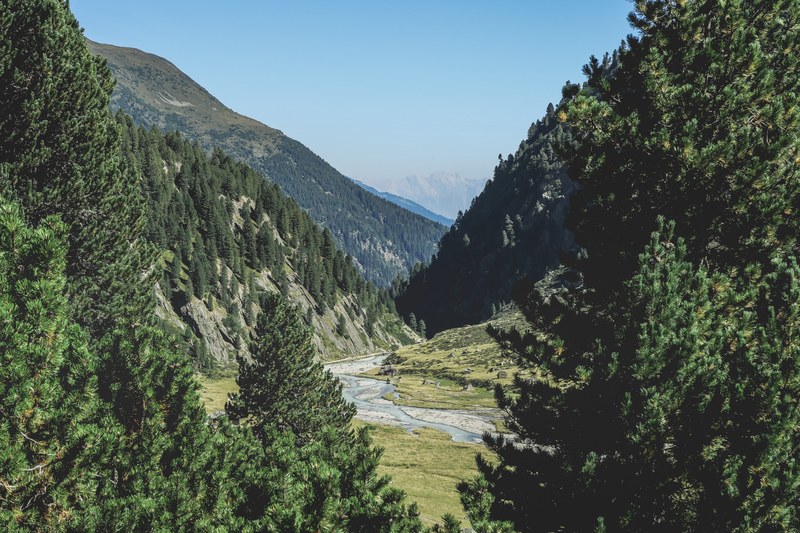 tall conifers obscure the view on a mountain valley with a stream flowing along its floor, valley creek behind conifers 4k