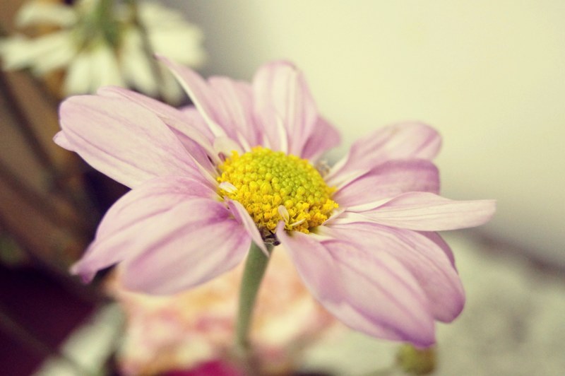 close up of a pink flower with a yellow center, tender pink flower 4k