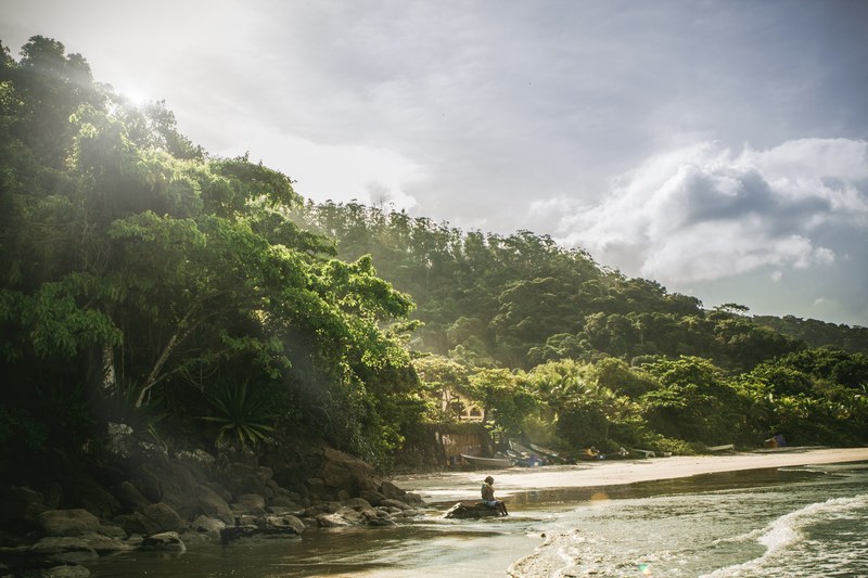 view of heavily dense forest island near beach, large forest near beach 4k