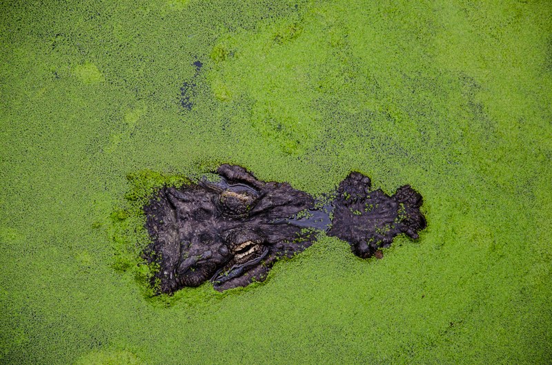crocodile alligator swamp and water 4k
