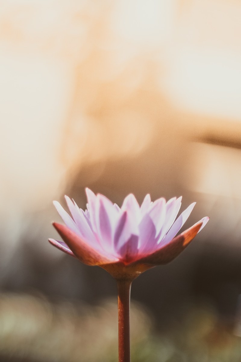 a pink and orange flower viewed up close, _pink orange flower 4k