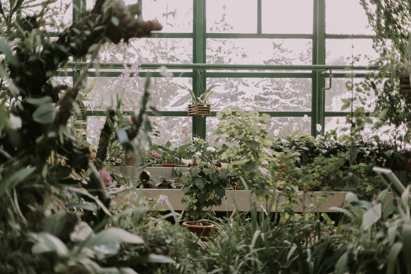 the inside of a greenhouse with lush green vegetation, we found spring this winter 4k