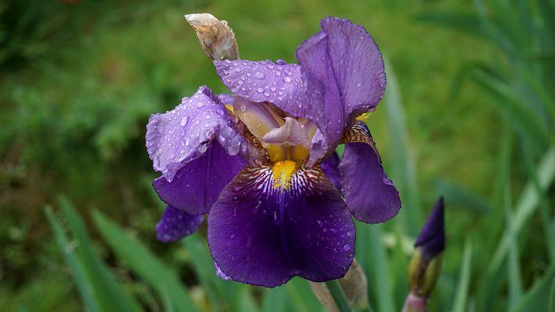 iris, flower, bud, drops, 4k