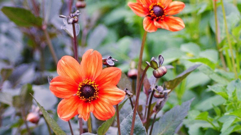 geroginy, flowers, flower bed, flower buds, 4k