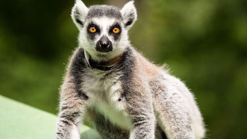 lemur, surprisingly, stand, 4k