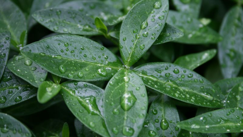 leaves, drops, dew, 4k