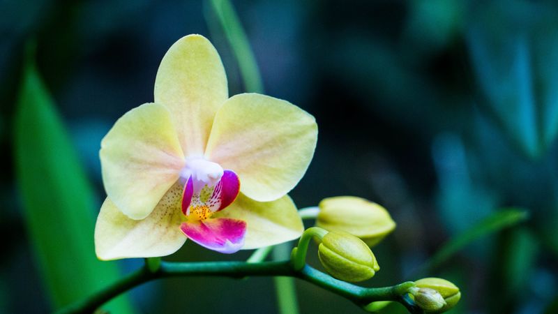 orchid, flower, bud, petals, 4k