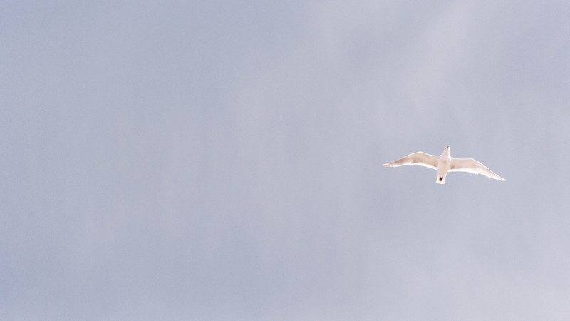 a seagull in flight against a gray sky, seagull on a gray sky 4k
