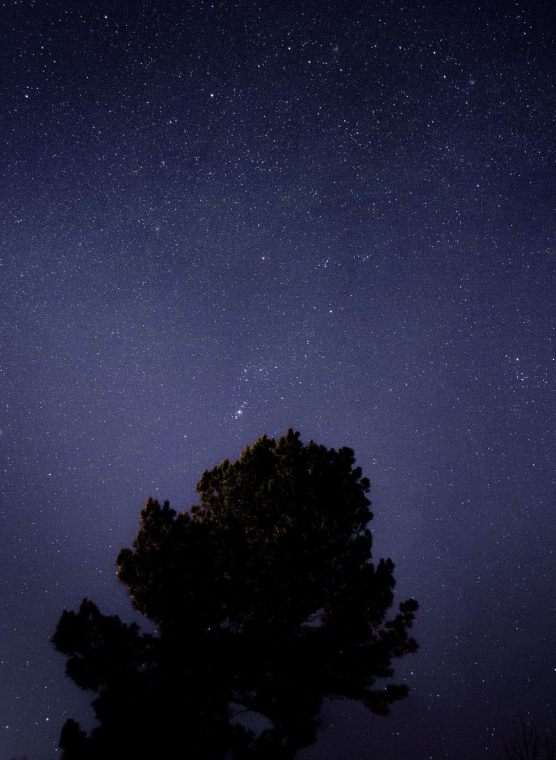 a massive silhouette of a leafy tree against a starry sky, tree on a starry sky 4k